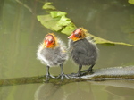 FZ030170 Coot chicks standing on branch (Fulica atra).jpg